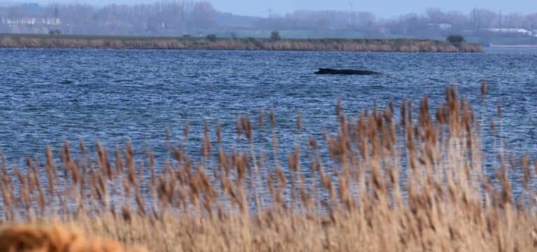 Buckelwal liegt weiter vor Poel fest: Liegeposition des Tieres gilt als ungünstig