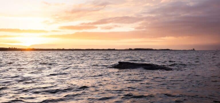 Pressekonferenz in Wismar: Experten sehen für Buckelwal keine Überlebenschance mehr