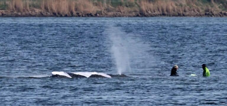 Tierärztin empört über Vorgehen: Rettungsversuch für gestrandeten Wal verzögert sich weiter
