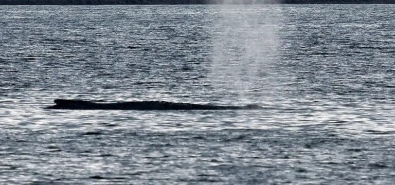 Niedrigwasser erschwert Rettungsarbeiten – Wal bleibt in künstlicher Kuhle gefangen
