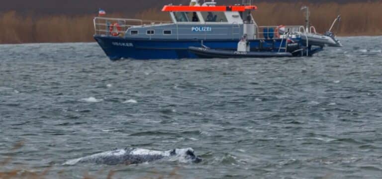 Walretter: In der Nordsee wartet auf den Wal nur „sein letzter Tauchgang“