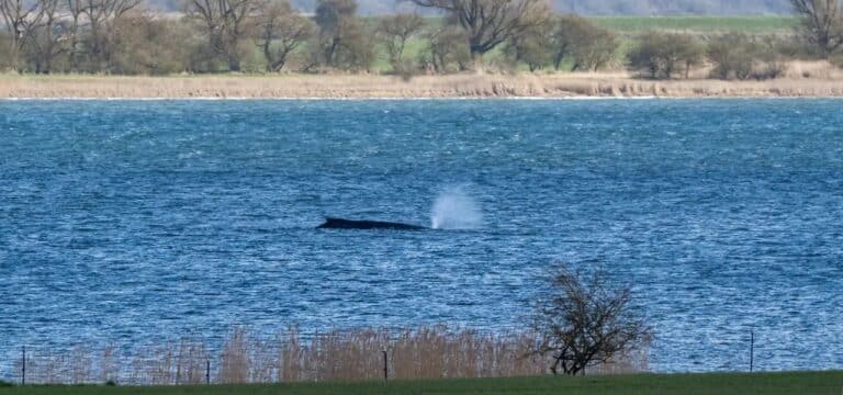 Spezial‑Katamaran soll Rettung für Wal prüfen: Entscheidung am Dienstag erwartet