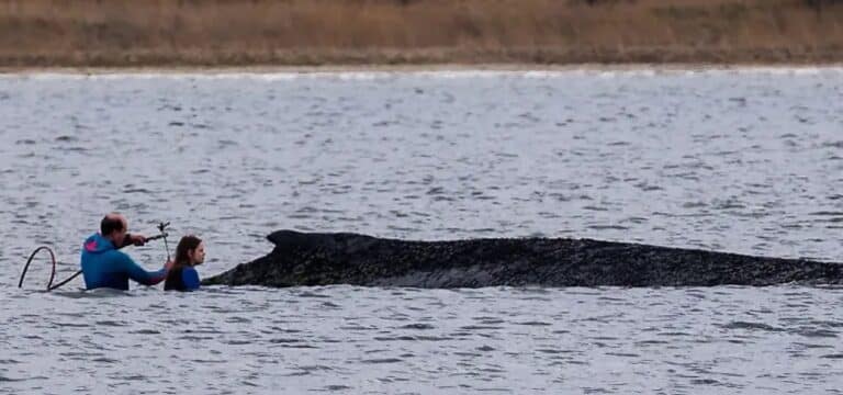 Neue Untersuchung geplant: Buckelwal lebt – „wir kümmern uns bis zur letzten Minute“