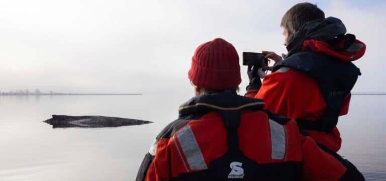 Buckelwal am Samstag: Polizei schützt Wal – Zustand bleibt kritisch