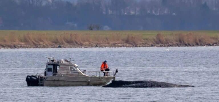 Buckelwal bewegt Millionen – Ministerium mahnt zu Würde und Besonnenheit