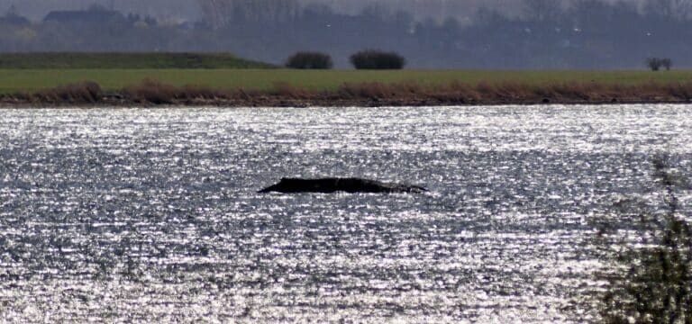 Buckelwal weiter in kritischem Zustand – Minister bremst Hoffnung auf Katamaran‑Rettung