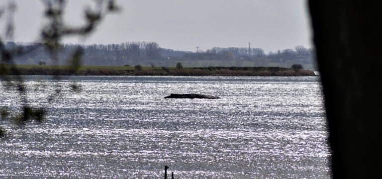 Verletzter Buckelwal vor Wismar – Gutachten soll am Dienstag Klarheit bringen