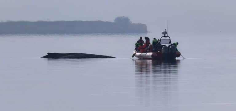 Rettungskrimi vor Poel: Der Buckelwal bricht in die Freiheit auf