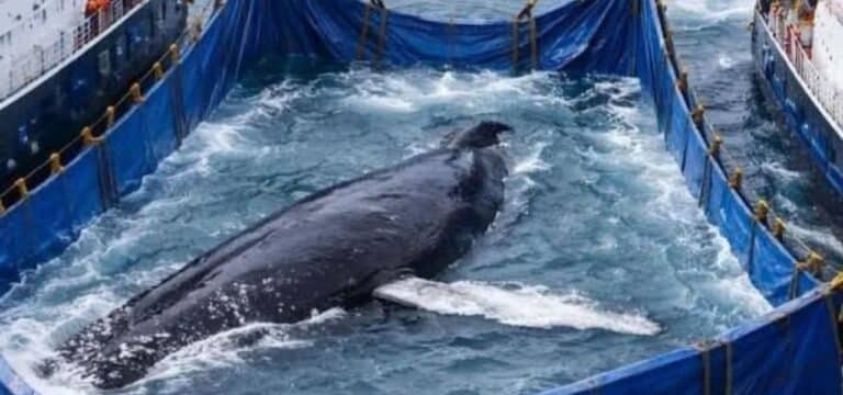 Petition fordert neuen Rettungsversuch für gestrandeten Wal