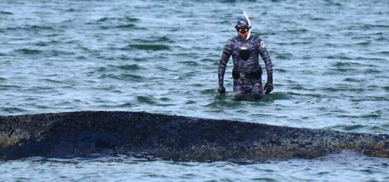 Petition: Über 41.000 Menschen fordern Einbindung von Robert Marc Lehmann in Wal‑Rettung