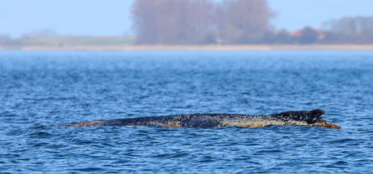 Buckelwal „Timmy“: 110 Meter trennen den Wal vom tieferen Wasser