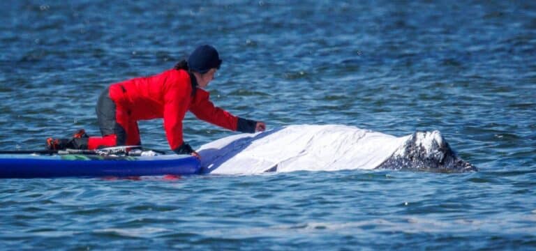 Neuer Rettungsansatz: Timmy soll in Spezialschute verladen werden