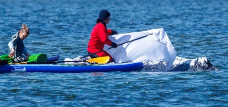 Der Wal-Trubel belastet Insel, Bewohner und Betriebe – zugleich wächst der mediale Druck
