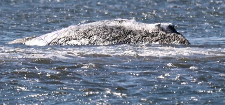 Timmy ist frei: Buckelwal wieder in der Nordsee – Am Morgen von Bord