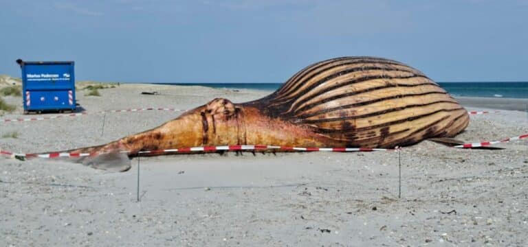 Wal-Obduktion am Strand: Nichts für schwache Nerven