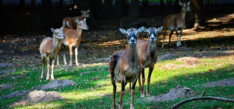 Tierischer Ferienstart im Tierpark Wismar: Landeszootag mit der Bildungsministerin