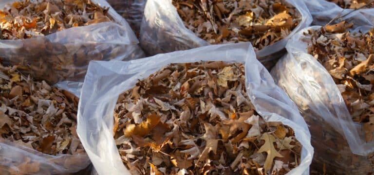 Verkauf startet am Montag: EVB bietet spezielle Laubsäcke für Straßenbaumlaub an