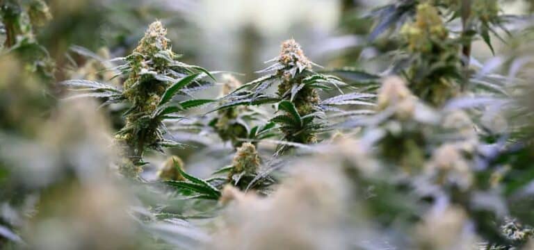 Mehr Krankenhausfälle nach Cannabis-Konsum – Rauschgiftkriminalität in MV deutlich gesunken